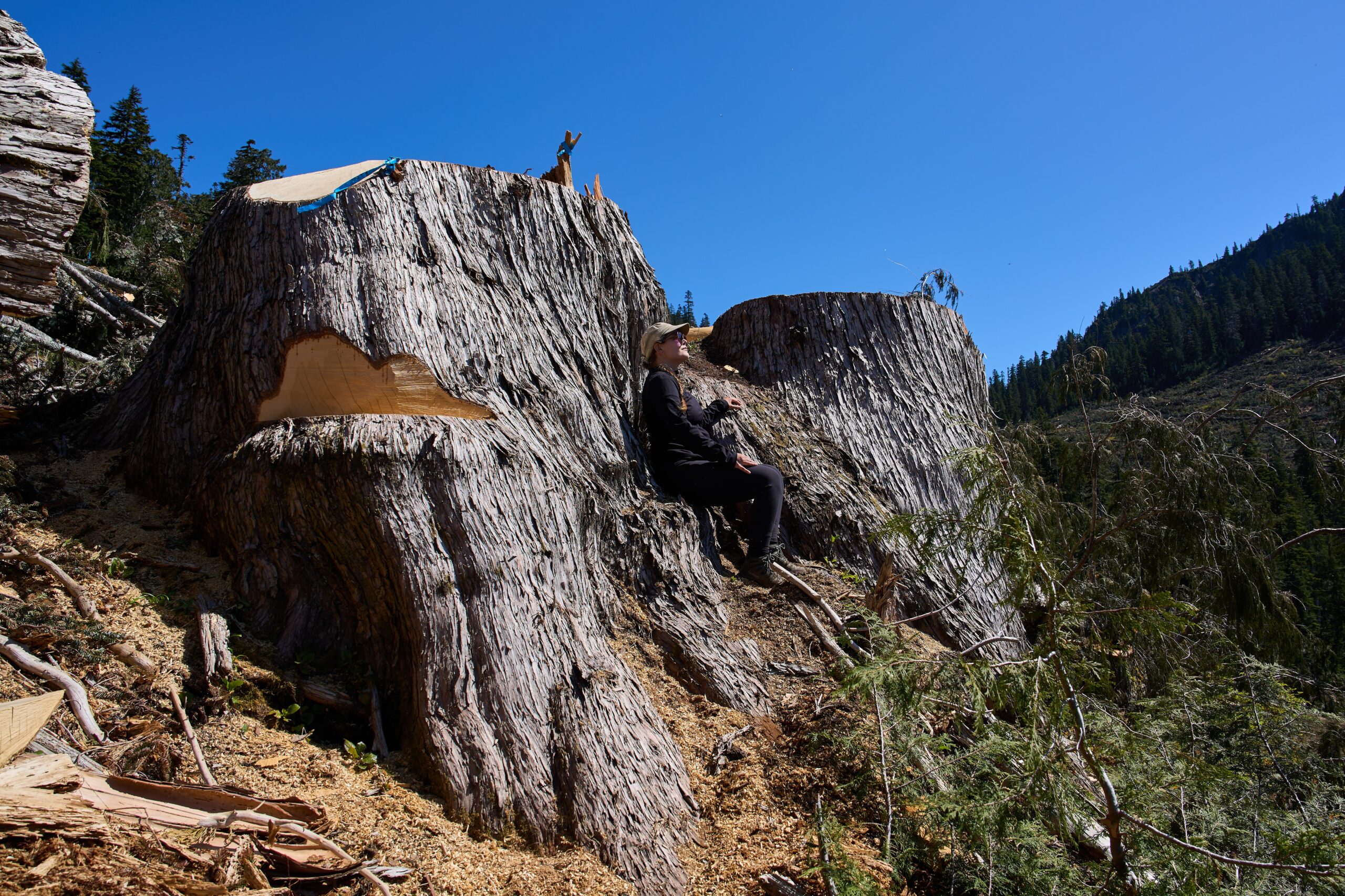 British Columbia is logging its last old growth. Protesters are sleeping in the road to stop it